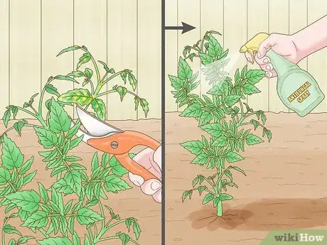 Image titled Why Does Your Tomato Plant Have Yellow Leaves Step 3