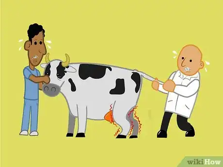 Image titled Get a Cow With Nerve Damage to Her Hind Legs from a Long Birth or Hard Pull to Stand Up Step 4Bullet2