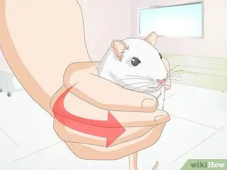 Image titled Know if Your Rat's Teeth Are Too Long Step 1