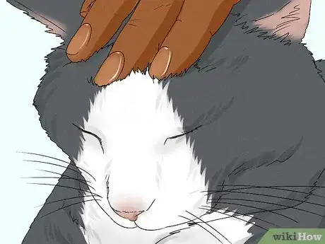 Image titled Give Your Cat a Massage Step 15