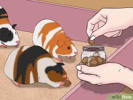 Image titled Care for a Pregnant Guinea Pig Step 21
