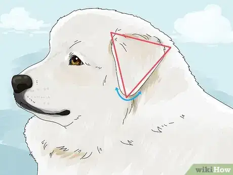 Image titled Identify a Great Pyrenees Step 3