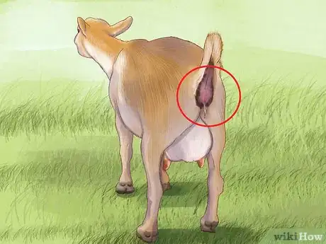 Image titled Raise Nigerian Dwarf Goats Step 9
