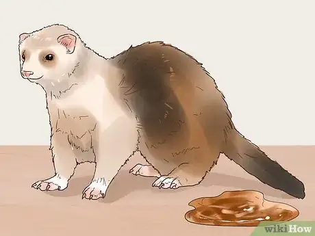 Image titled Spot Signs of Illness in a Ferret Step 7