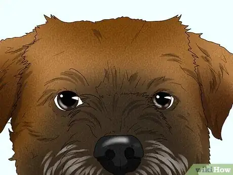 Image titled Identify a Border Terrier Step 2