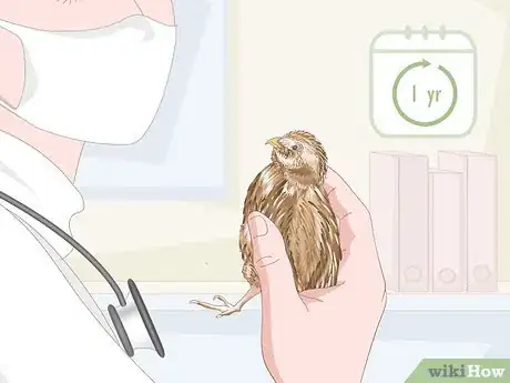 Image titled Know if Your Quail Is Sick Step 21