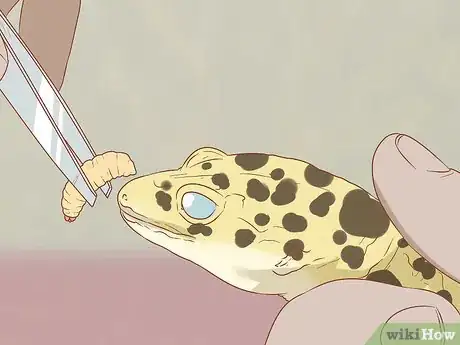 Image titled Hand Feed a Blind Leopard Gecko Step 4