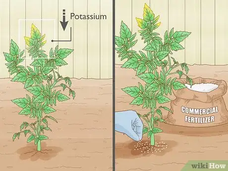 Image titled Why Does Your Tomato Plant Have Yellow Leaves Step 2