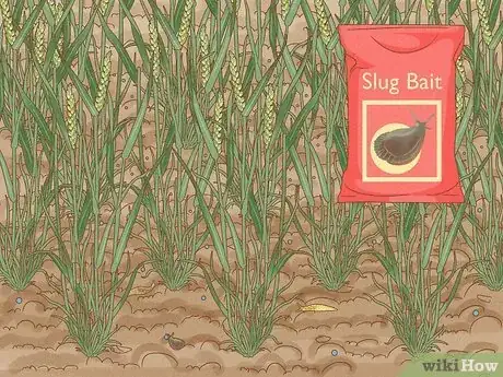 Image titled Plant Wheat Step 13