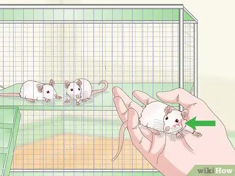 Image titled Stop Pet Mice from Fighting Step 11