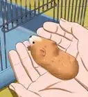Make Your Hamster Trust You