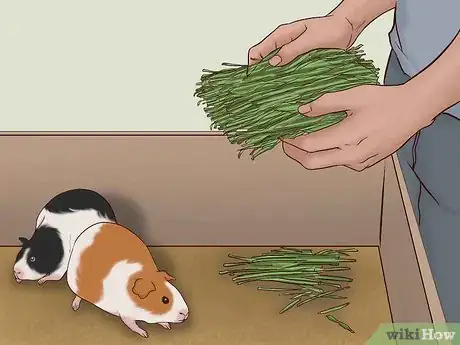Image titled Care for a Pregnant Guinea Pig Step 19