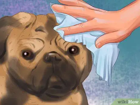 Image titled Clean a Pug's Facial Wrinkles Step 7