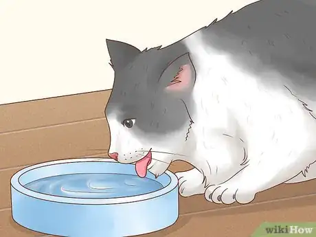 Image titled Prepare Your Cat for a Blood Test Step 2