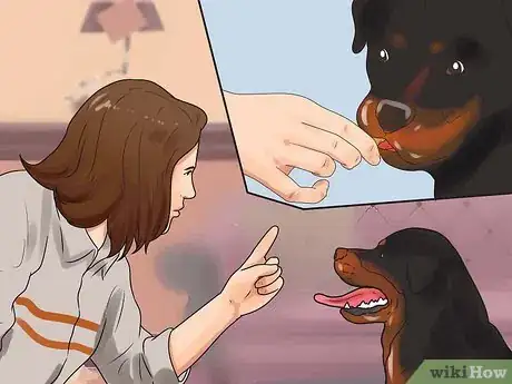 Image titled Train a Rottweiler Step 13