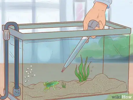 Image titled Play with Your African Dwarf Frog Step 2