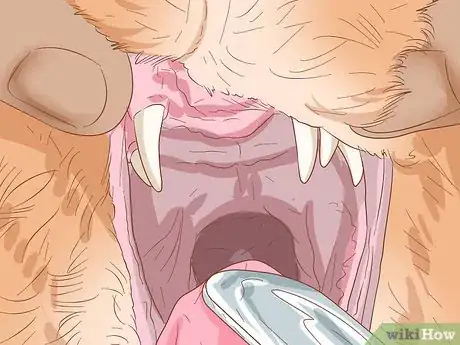 Image titled Diagnose and Treat Mouth Ulcers in Cats Step 4