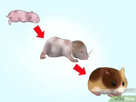 Image titled Care for Newborn Hamsters Step 6