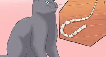 Treat Tapeworm in Cats