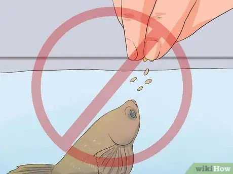Image titled Tell if a Betta Fish Is Sick Step 10