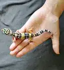Hold a Leopard Gecko