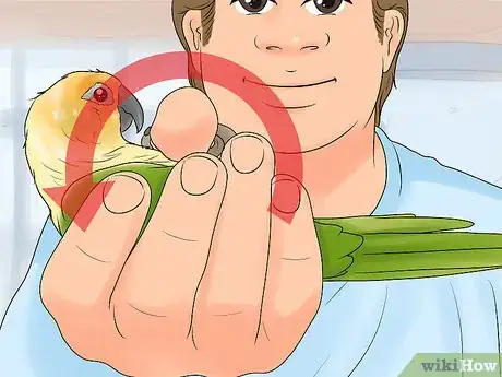 Image titled Interact with Your Conure Step 12