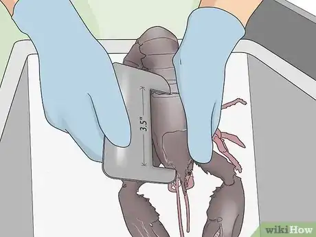 Image titled Catch Lobsters Step 10