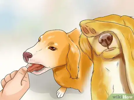 Image titled Teach Your Dog to Play Shy Step 2