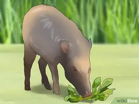 Image titled Care for a Javelina Step 4