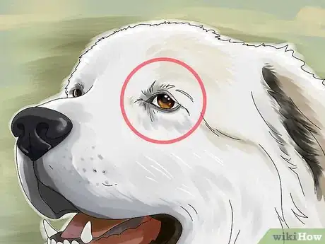 Image titled Identify a Great Pyrenees Step 4