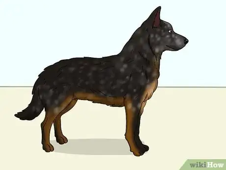 Image titled Identify an Australian Cattle Dog Step 6