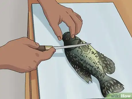 Image titled Clean Crappie Step 1