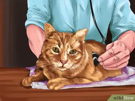 Image titled Handle Essential Oil Poisoning in Cats Step 1
