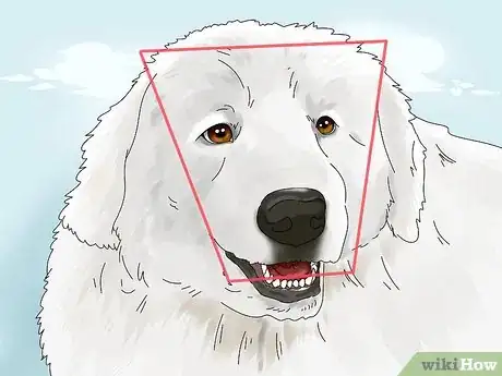 Image titled Identify a Great Pyrenees Step 2