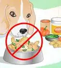 Add Fiber to a Dog's Diet