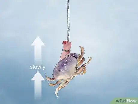 Image titled Catch a Crab Step 16