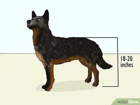 Image titled Identify an Australian Cattle Dog Step 1