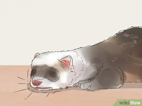 Image titled Treat Upper Respiratory Infections in Ferrets Step 15