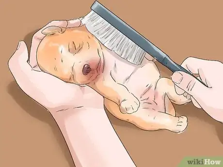 Image titled Give a Newborn Puppy a Bath Step 3
