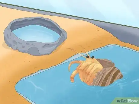 Image titled Care for Hermit Crabs Step 9