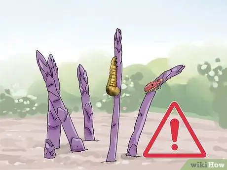 Image titled Grow Purple Asparagus Step 10