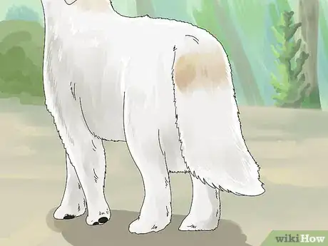 Image titled Identify a Great Pyrenees Step 7
