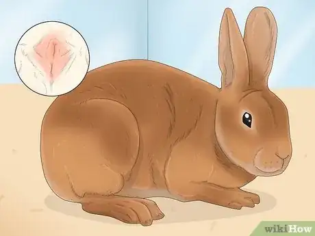 Image titled Determine the Sex of a Rabbit Step 9
