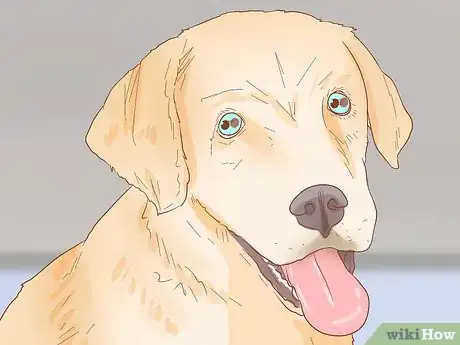 Image titled Help Your Dog Through a Stroke Step 15