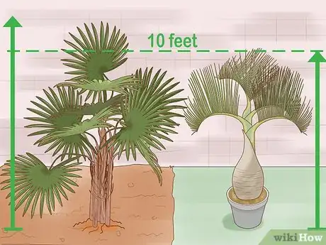 Image titled Identify Palm Trees Step 9