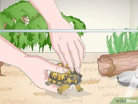 Image titled Care for an Eastern Box Turtle Step 15