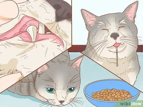 Image titled Diagnose and Treat Mouth Ulcers in Cats Step 2