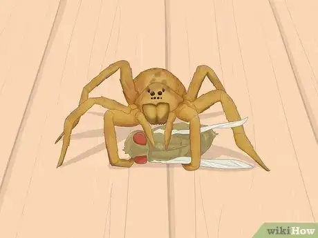 Image titled Identify a Wolf Spider Step 11