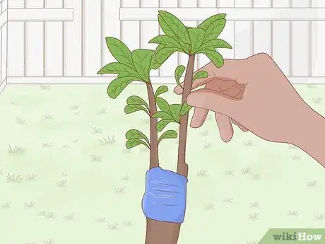 Image titled Grow a Plum Tree Step 3