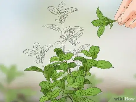 Image titled Grow Stevia Step 10